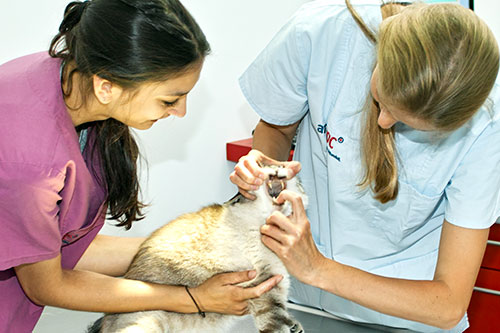 Untersuchung beim Tierarzt